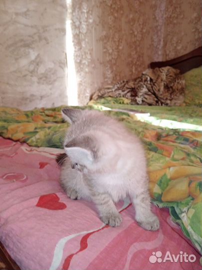 Котик в добрые руки)
