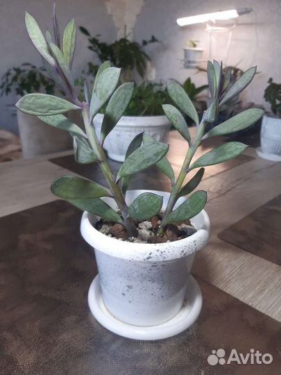 Крестовник, калатея Руфибарфа, кактус