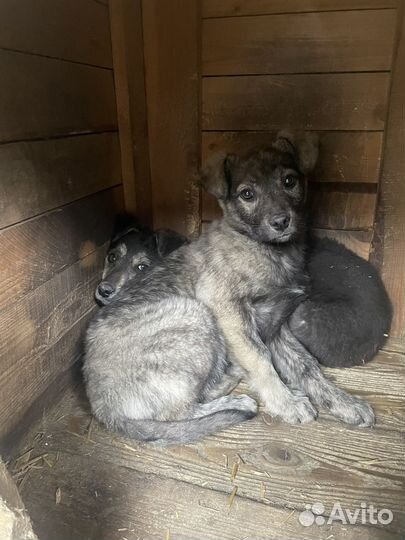 Щенки в добрые руки