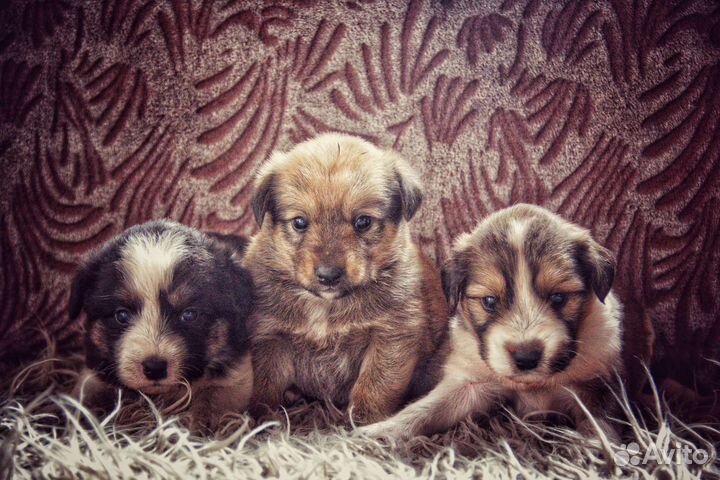 Собака в добрые руки отдам бесплатно