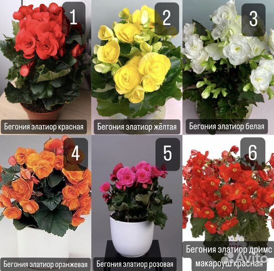 Фуксии, петунии,тайдалы,розы кустовые,бегонии