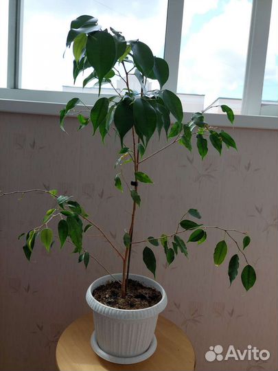 Фикус бенджамина