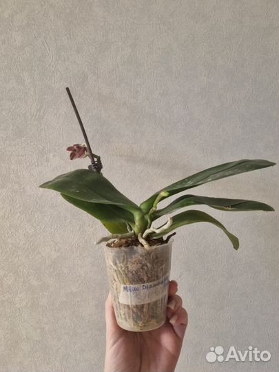 Орхидея фаленопсис