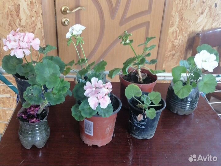 Продам цветы комнатные