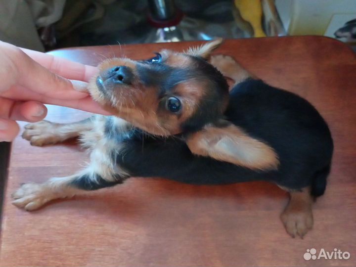 Мини той-терьер