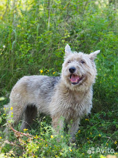 Собака Жужа