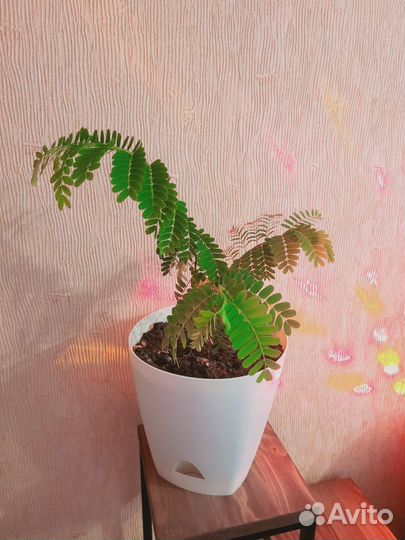 Тамаринд (растение)