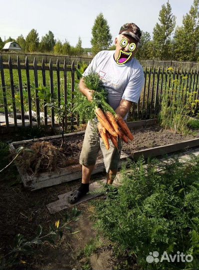 Картофель, морковь, капуста