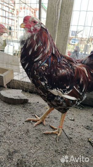 Цыплята суточные,инкубационное яйцо