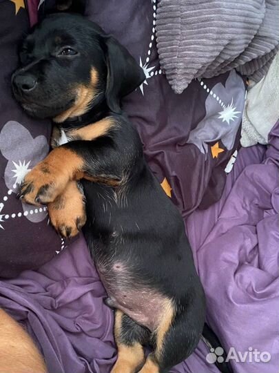 Щенок таксы