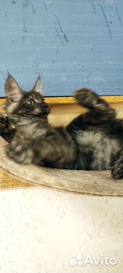 Мейн-кун девочки