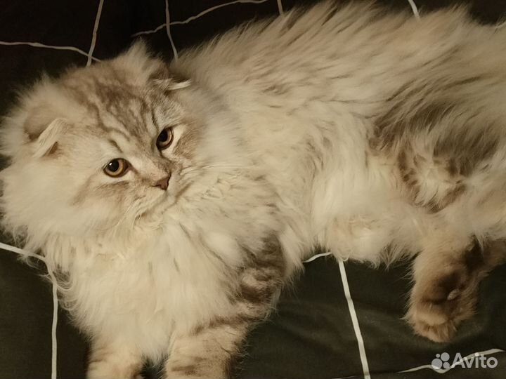 Шотландский кот вязка