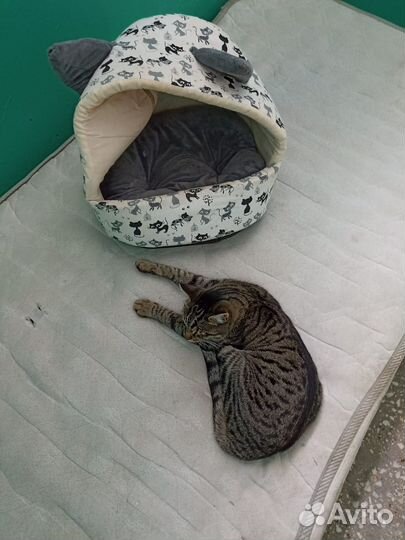 Котик в дар