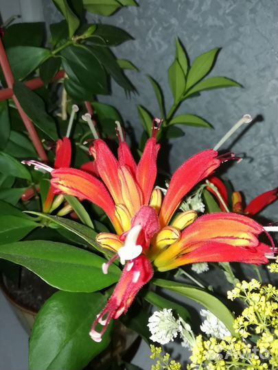 Эсхинантус