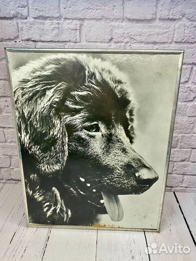 Фотокартина СССР