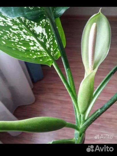 Диффенбахия