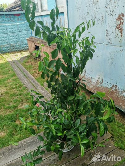 Мандарин комнатный, мандариновое дерево, гибискус