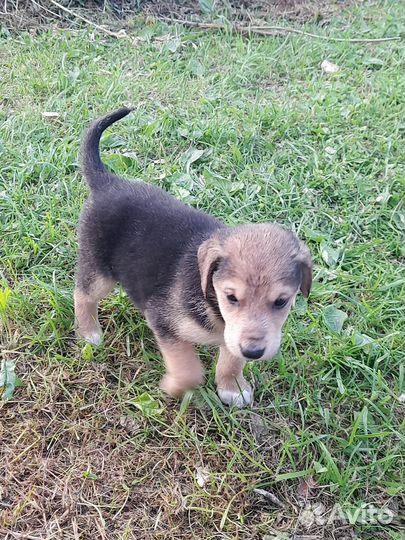 Щенки Русских Гончих