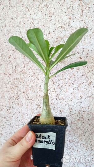 Адениум привитый