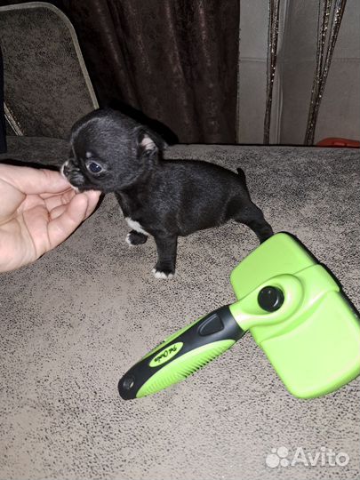 Мини букашка