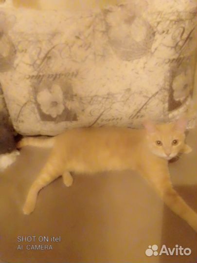 Породстый котик ищет дом