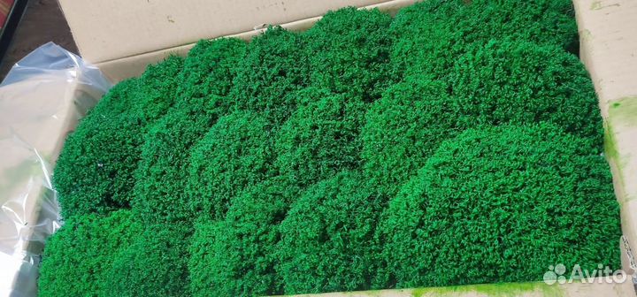Стабилизированный мох премиум moss