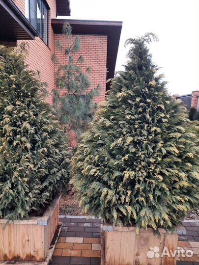 Хвойные растения