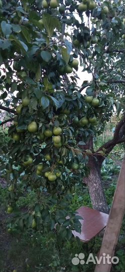 Обрезка плодовых деревьев, винограда