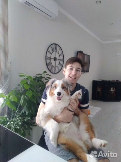 Зоогостиница Передержка собак