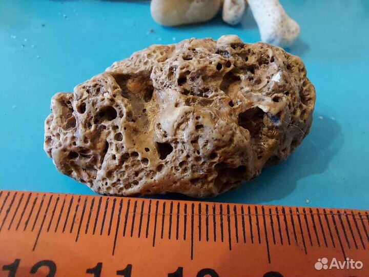 Коралловые рифы натуральные океанические