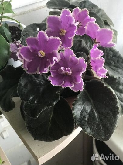 Фиалка Готическая элегантность. «Детки»