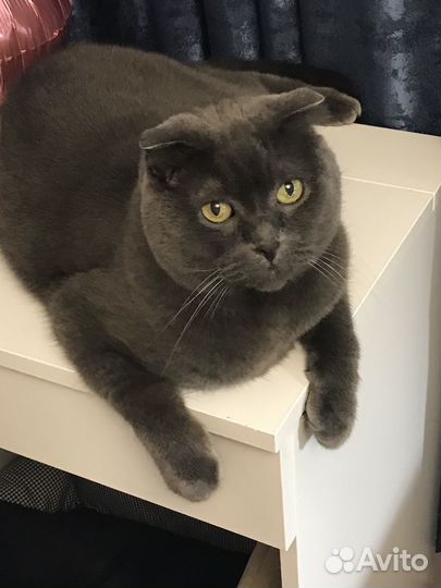 Британская вислоухая