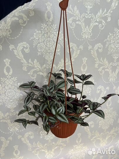 Традесканция