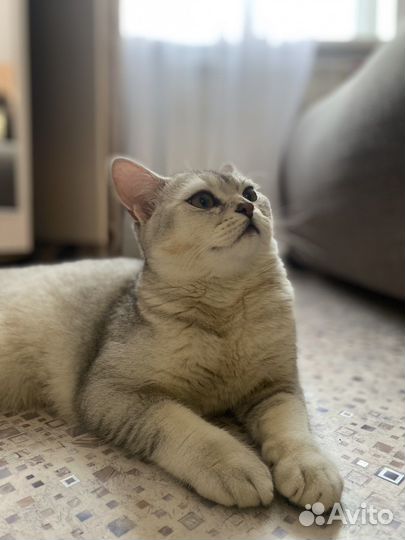 Скоттиш страйт