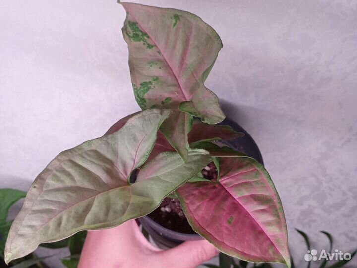 Сингониум тайский гибрид