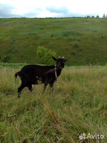 Козлы. Дойные козы