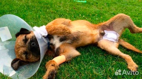 Стерилизация / Кастрация