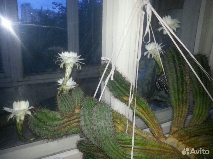 Кактус большой цветущий