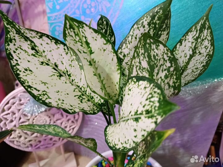 Аглаонема Фёст Даймонд цветы комнатные