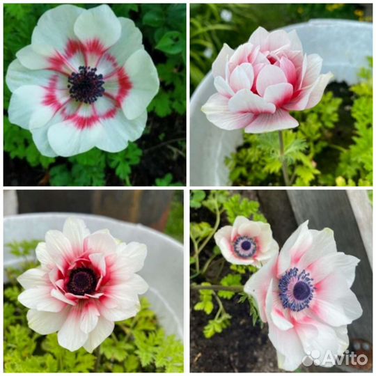 Клубни Корончатых и Махровый Анемонов