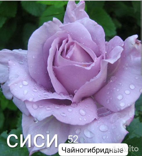 Саженцы роз