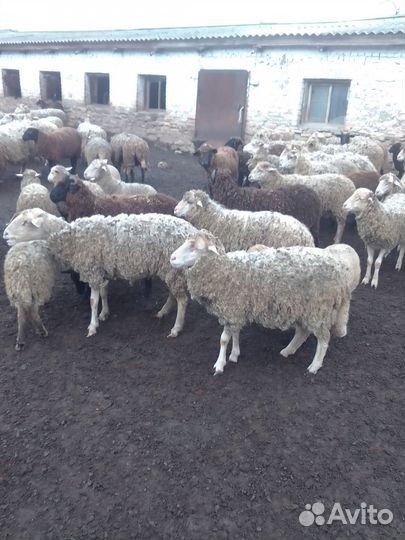 Овцы бараны ягнята