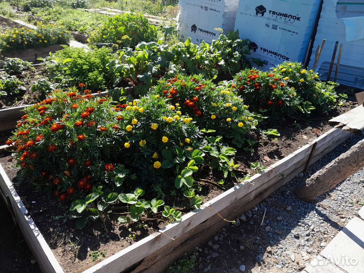 Усы виктории