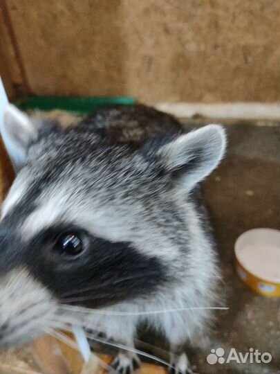 Енот полоскун