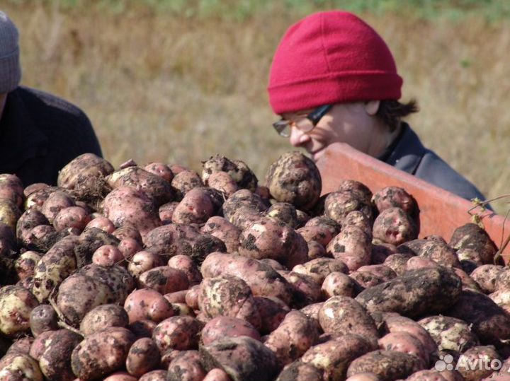 Картофель домашний
