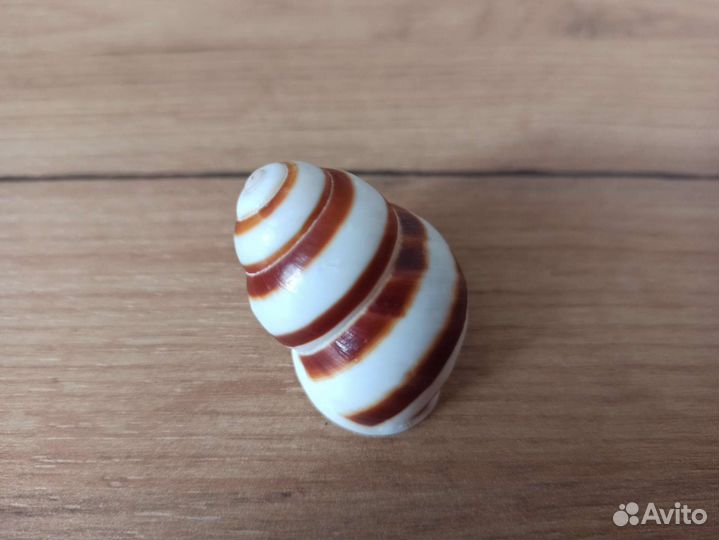 Морская раковина