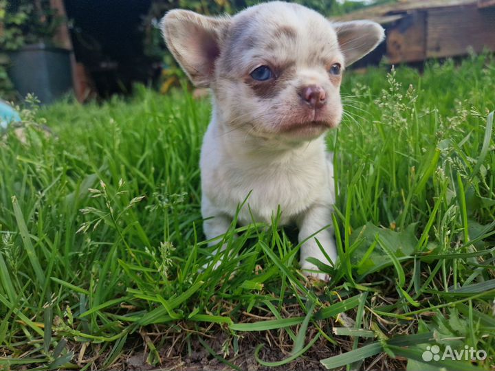 Чихуахуа девочка с редким окрасом лиловый мерль