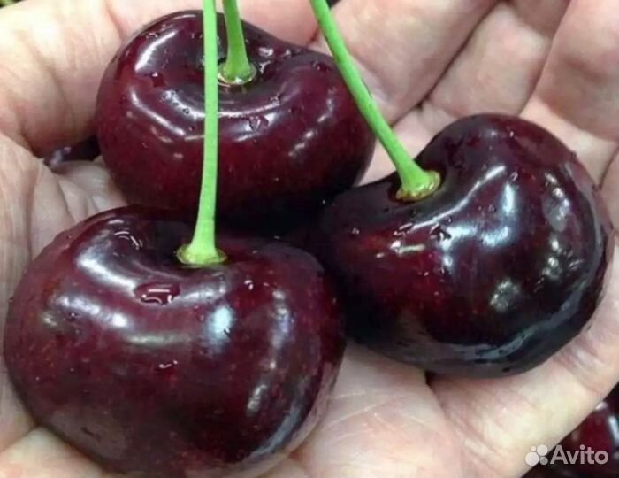 Черешня Гигант Ред