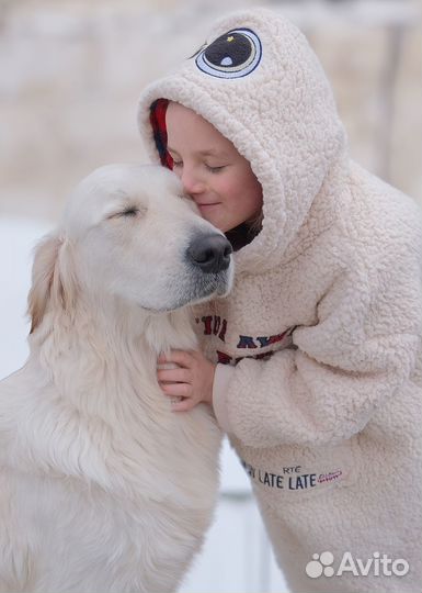 Собаки для фотосессии. Золотистые Ретриверы