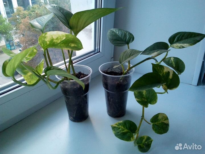 Комнатные растения